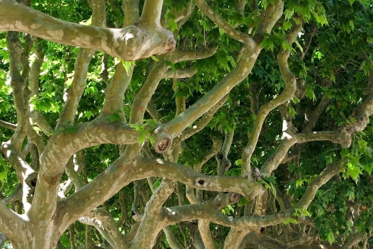 Ahornblättrige Platane (Platanus acerifolia) mit weißer Rinde