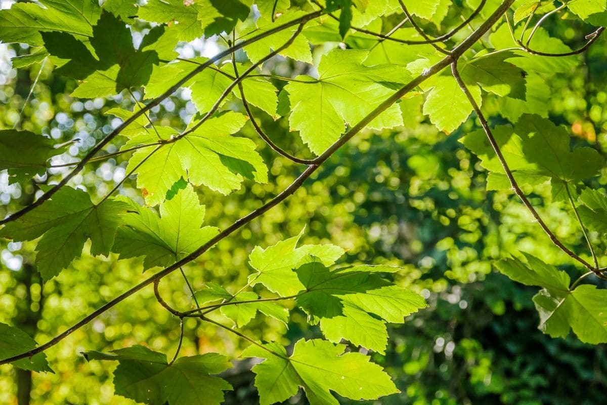 Ahornblättrige Platane (Platanus hispanica)