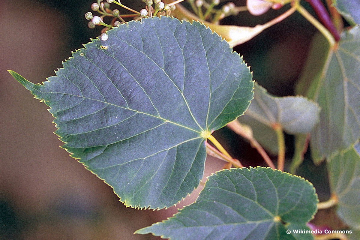 Amerikanische Linde (Tilia americana)