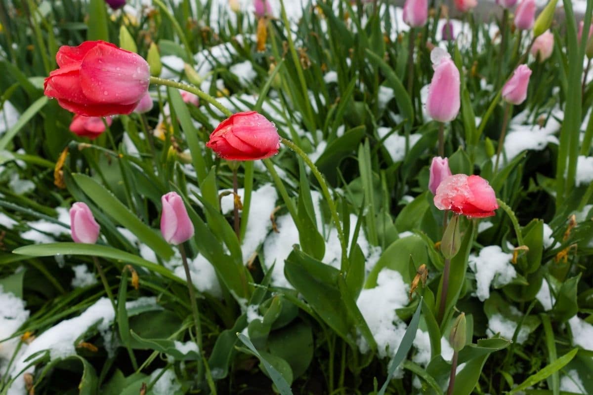 Aprilwetter - Bauernregeln im April