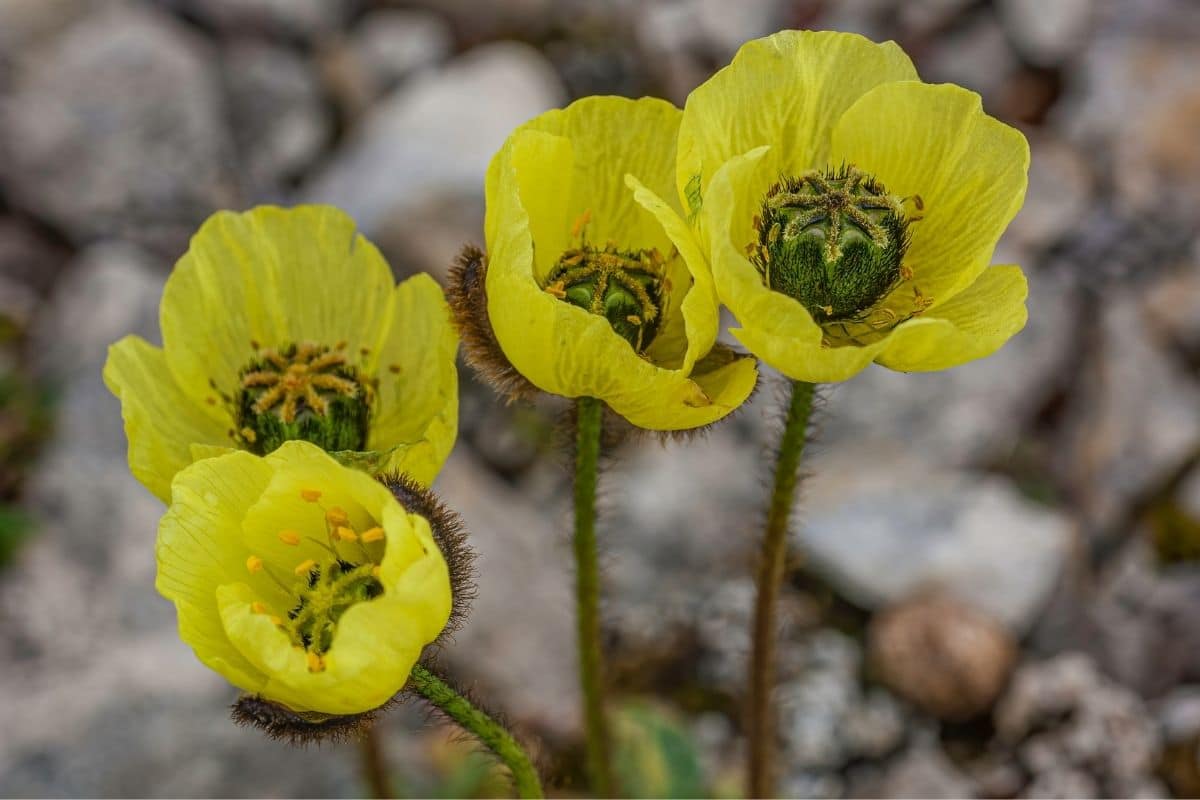 Arktischer Mohn (Papaver radicatum)