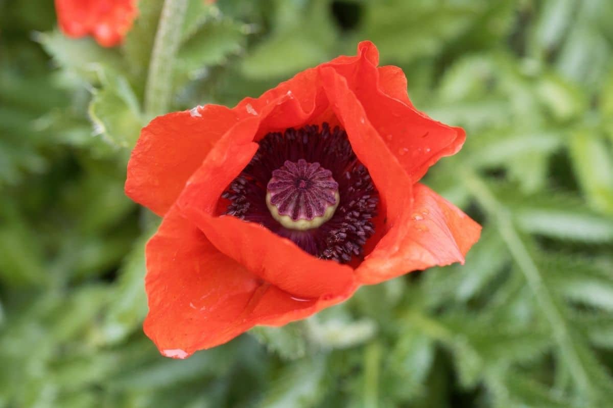 Arznei-Mohn (Papaver bracteatum)