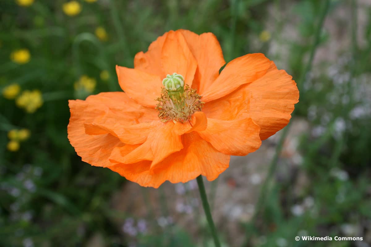 Atlas-Mohn (Papaver atlanticum)