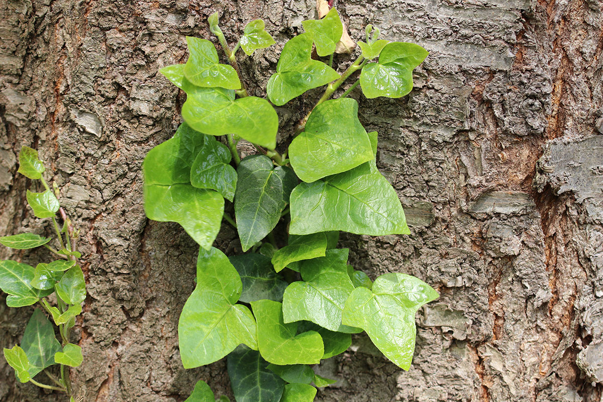 giftige Bäume: Baumefeu (Hedera helix)