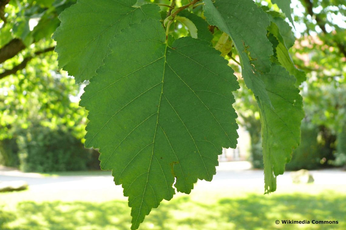 Baumhasel / Türkische Hasel (Corylus colurna)