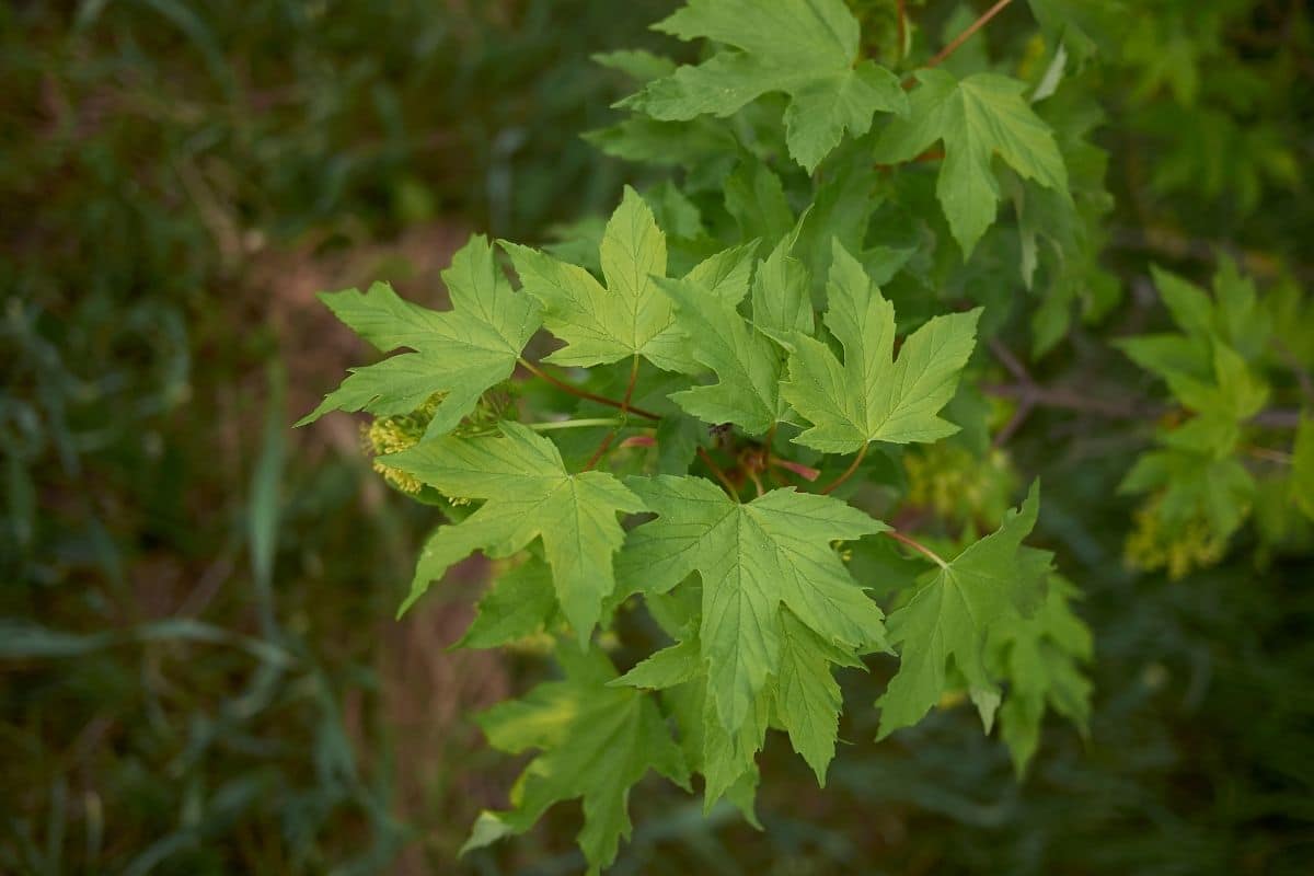 Berg-Ahorn (Acer pseudoplatanus)