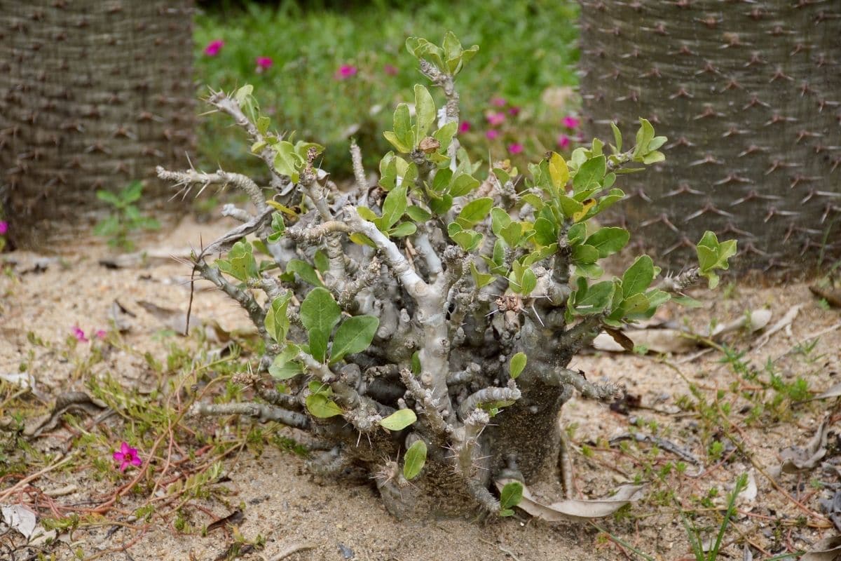 giftige Bäume: Bottle Tree (Pachypodium lealii)