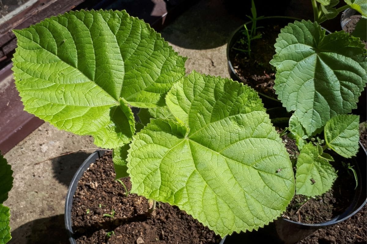 herzförmige Blätter: Chinesischer Blauglockenbaum  Kaiserbaum (Paulownia tomentosa)