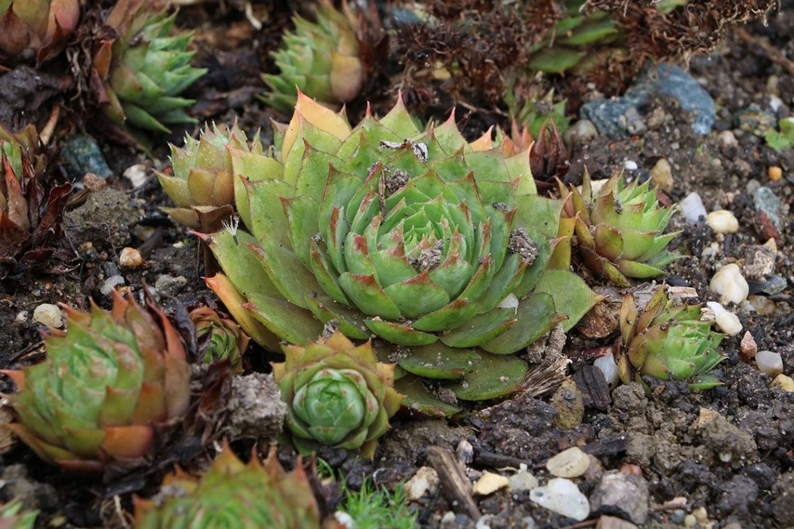 Echte Hauswurz (Sempervivum tectorum)