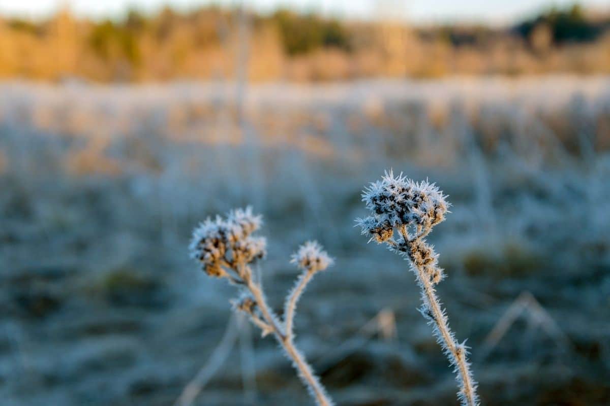 Frost zu den Eisheiligen