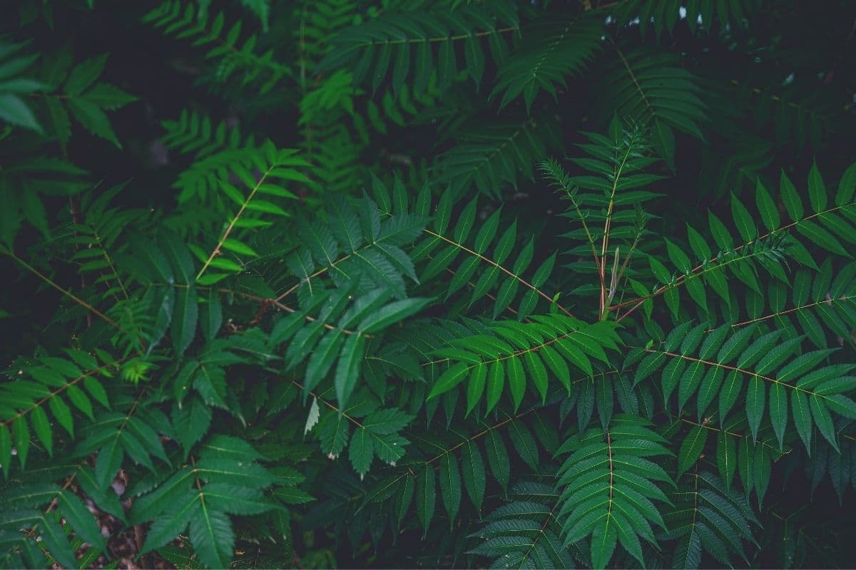 Essigbaum (Rhus typhina)