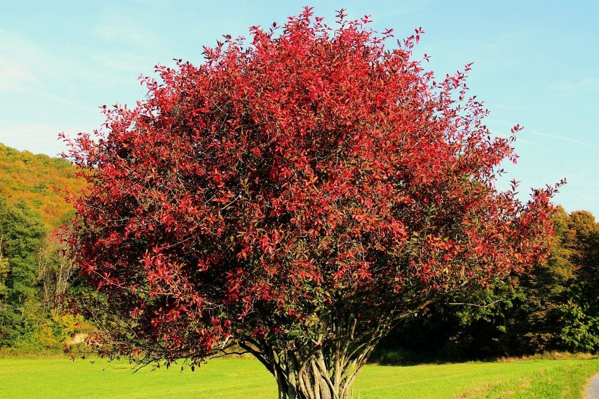 giftige Bäume: Europäisches Pfaffenhütchen (Euonymus europaeus)