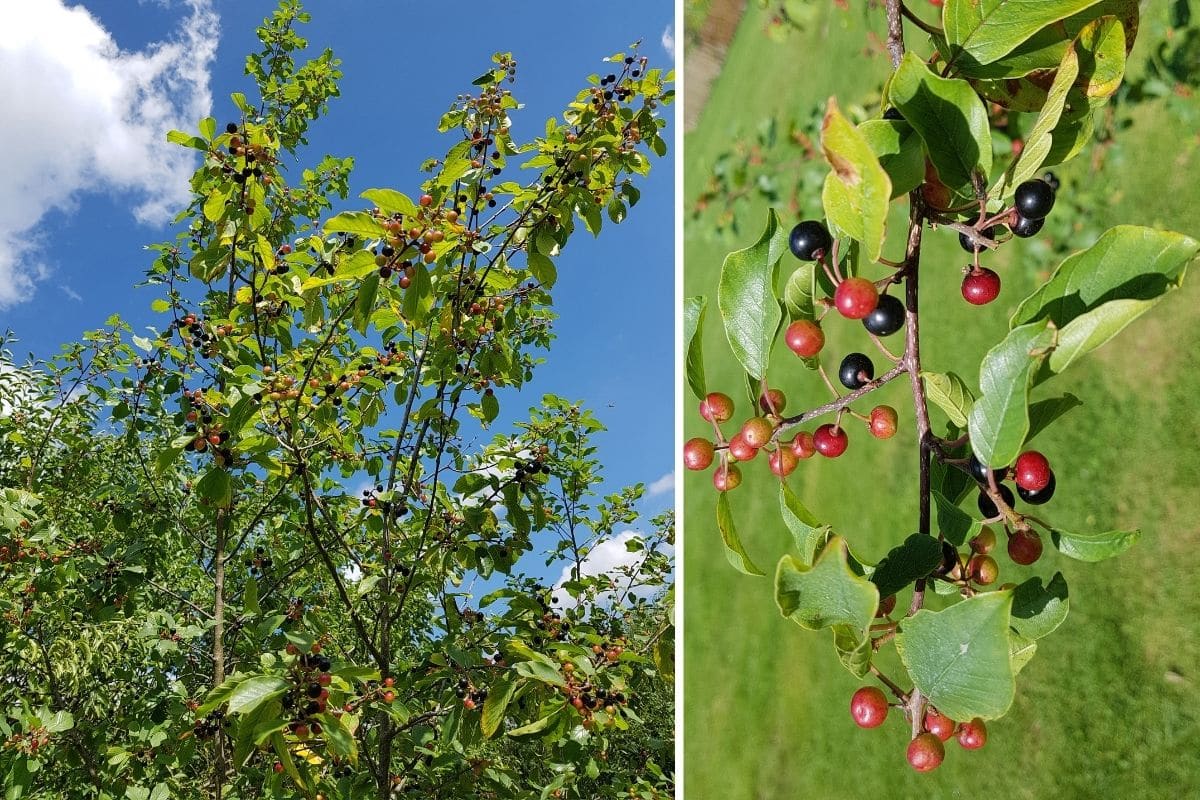 Faulbaum (Rhamnus frangula)