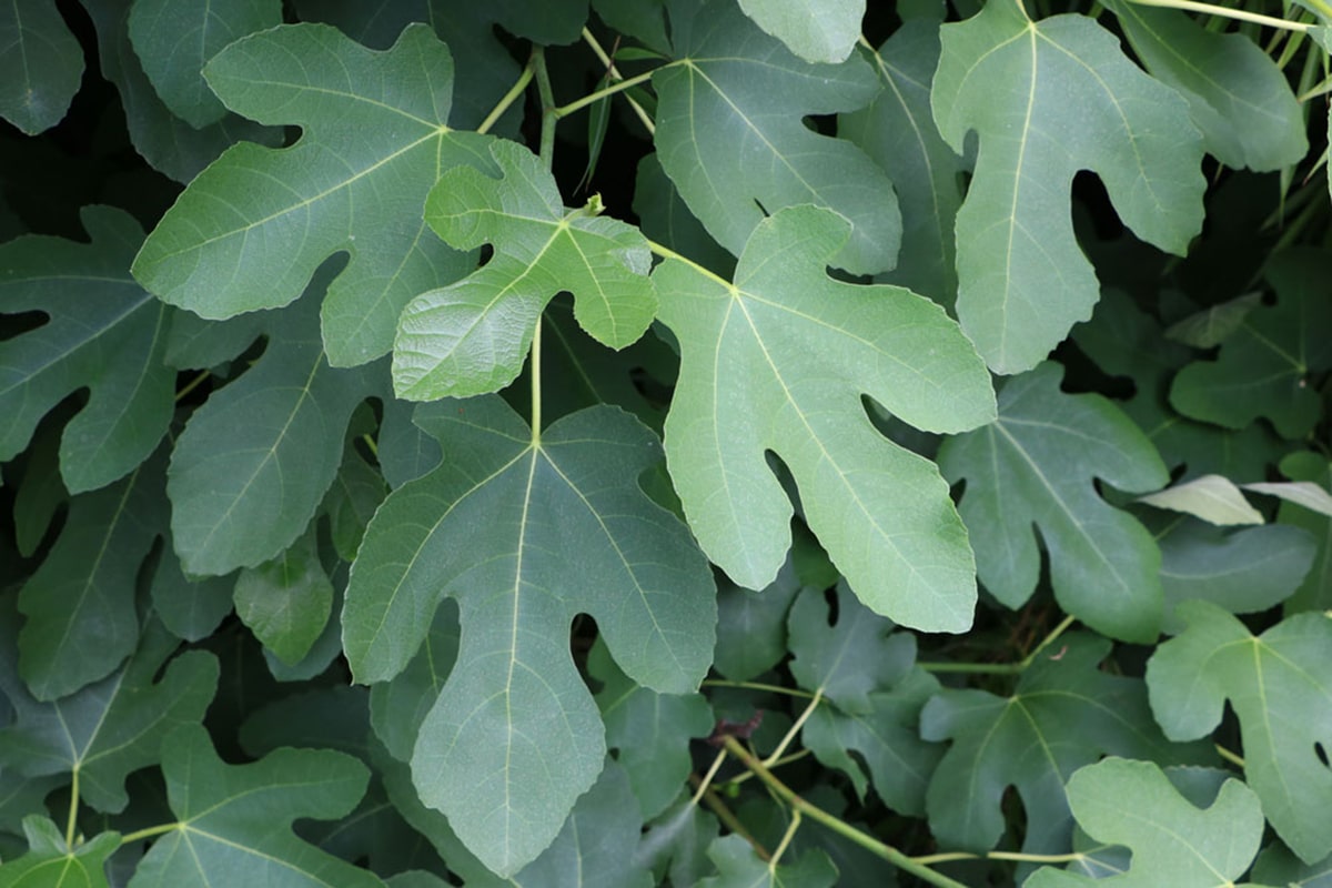 Feige (Ficus carica)