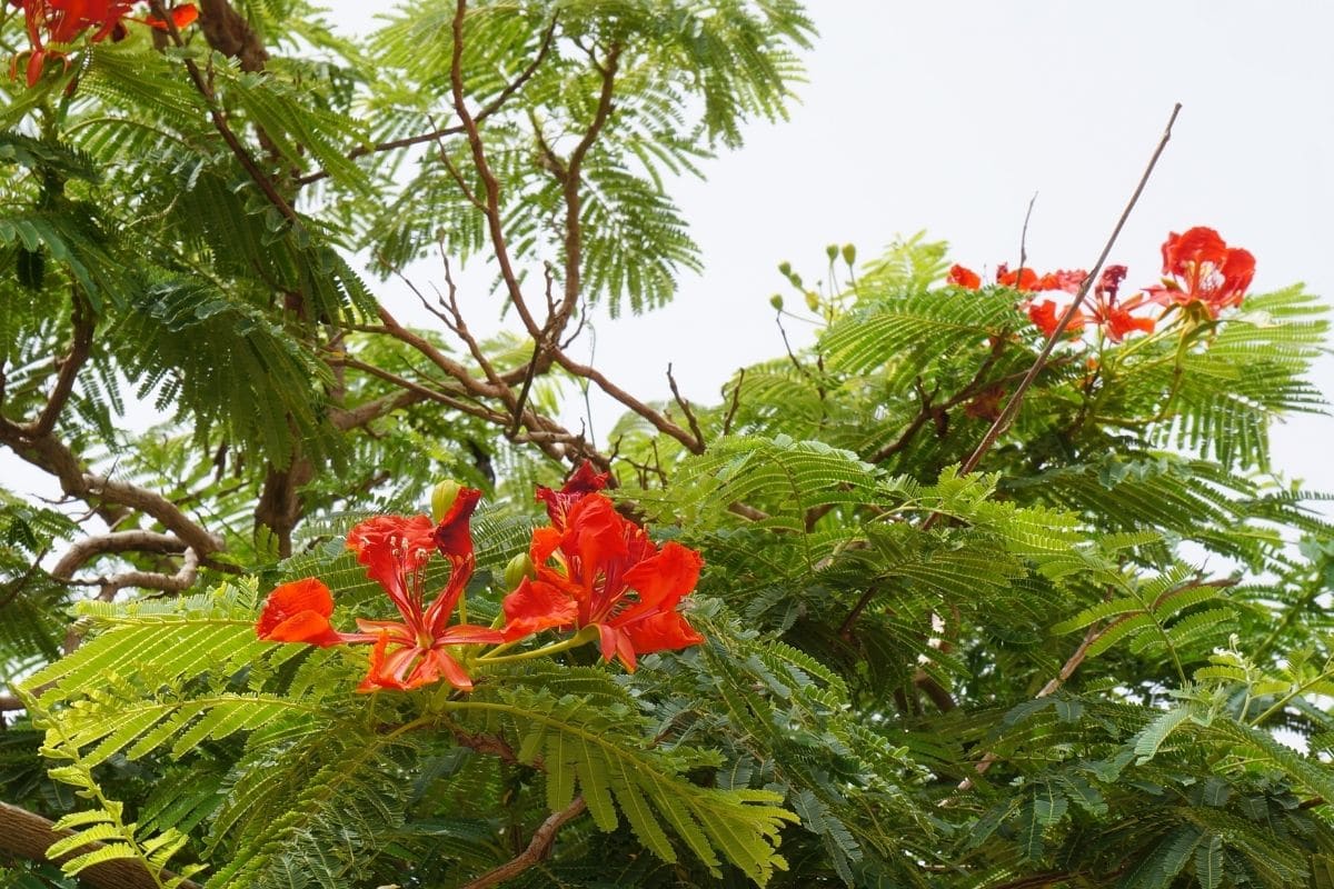 Flammenbaum (Delonix regia)