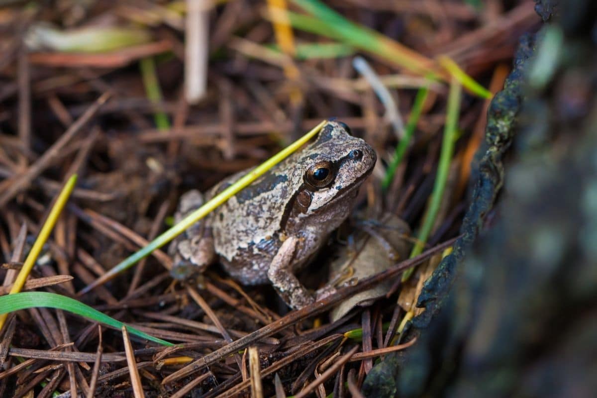 Frosch im Wald