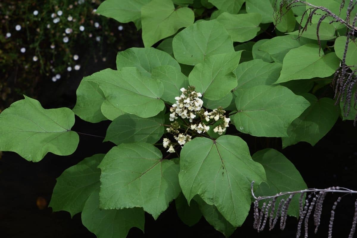 Gelber Trompetenbaum  Kleinblütiger Trompetenbaum (Catalpa ovata)