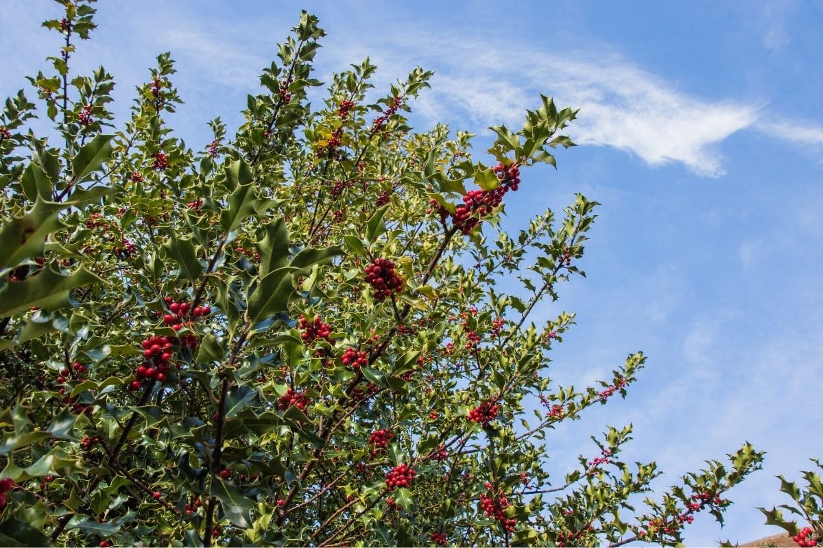 Gemeine Stechpalme (Ilex aquifolium)