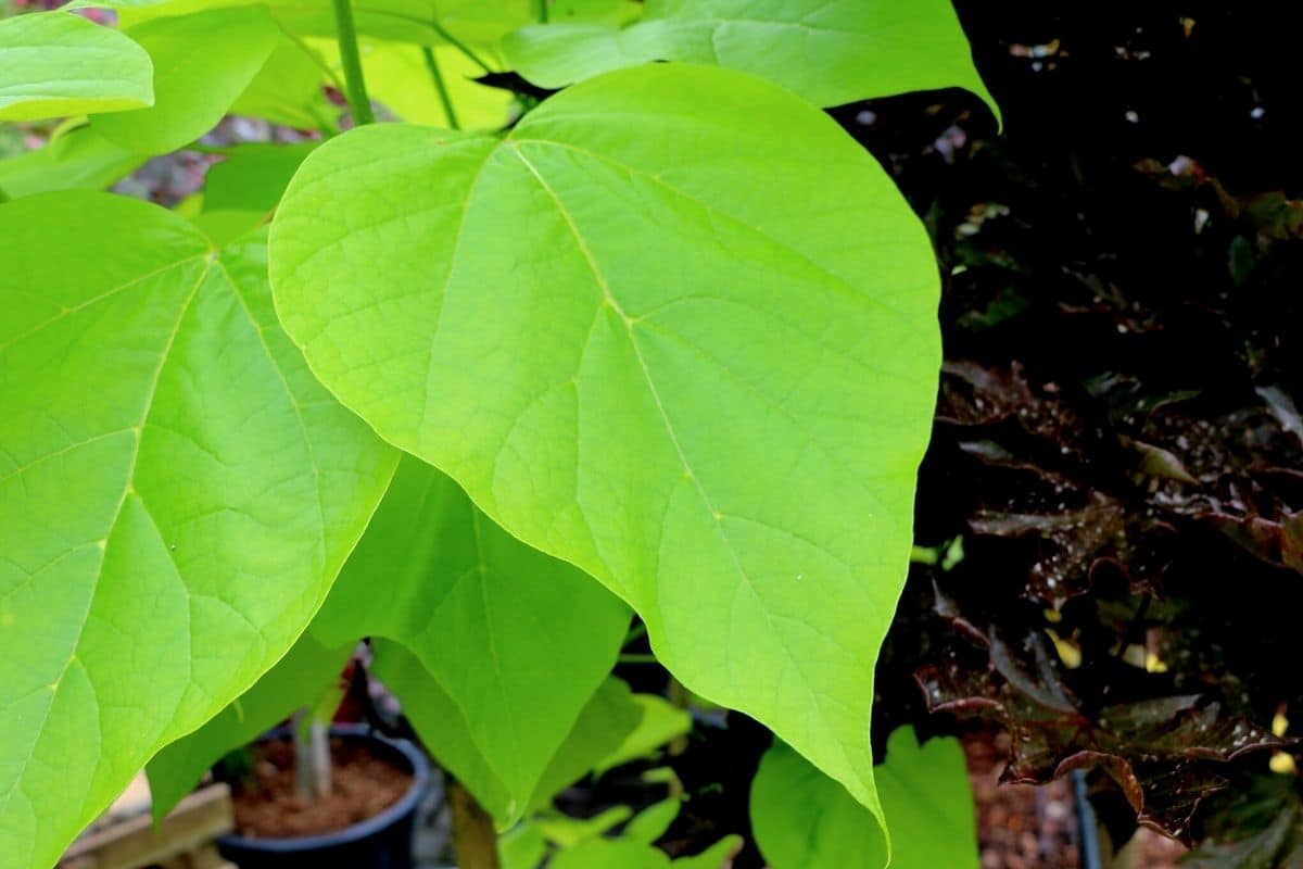 herzförmige Blätter: Gewöhnlicher Trompetenbaum (Catalpa bignonioides)