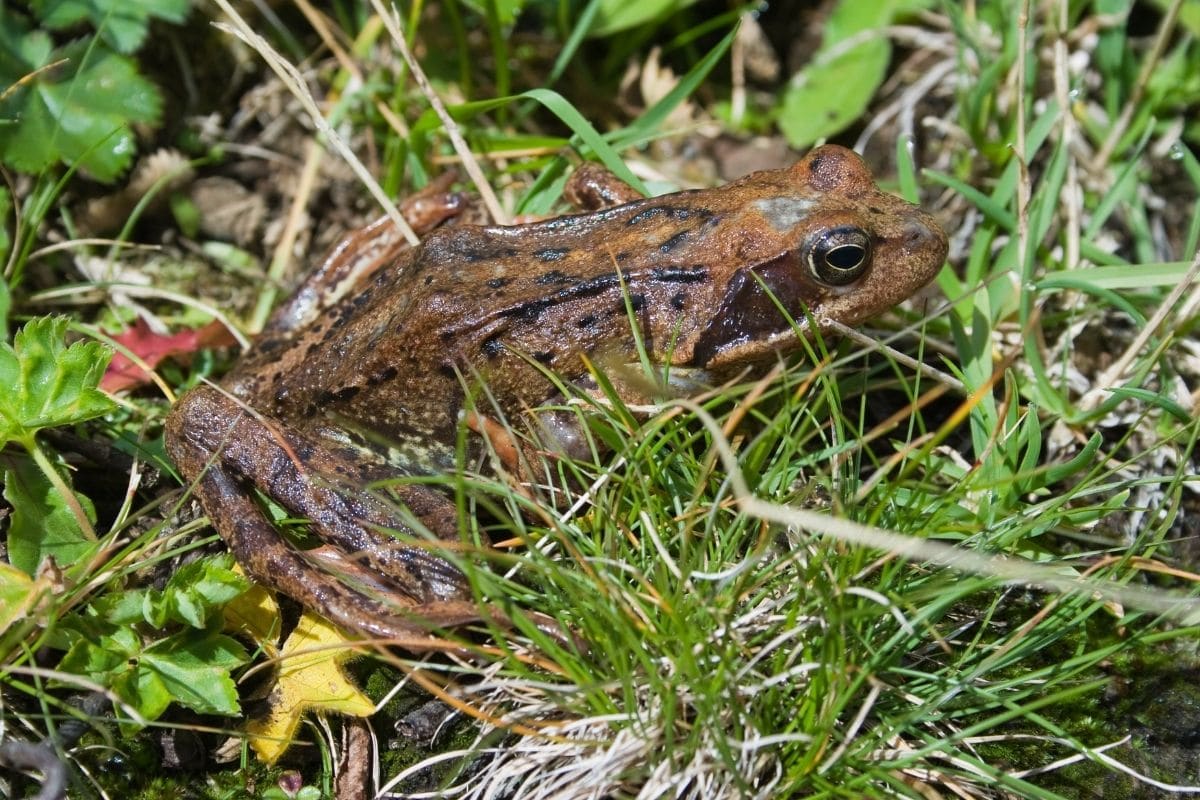 Braune Frösche: Grasfrosch (Rana temporaria)