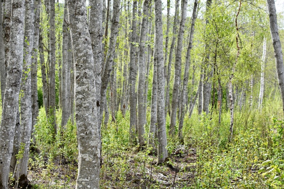 Grau-Erle (Alnus incana) mit weißer Rinde