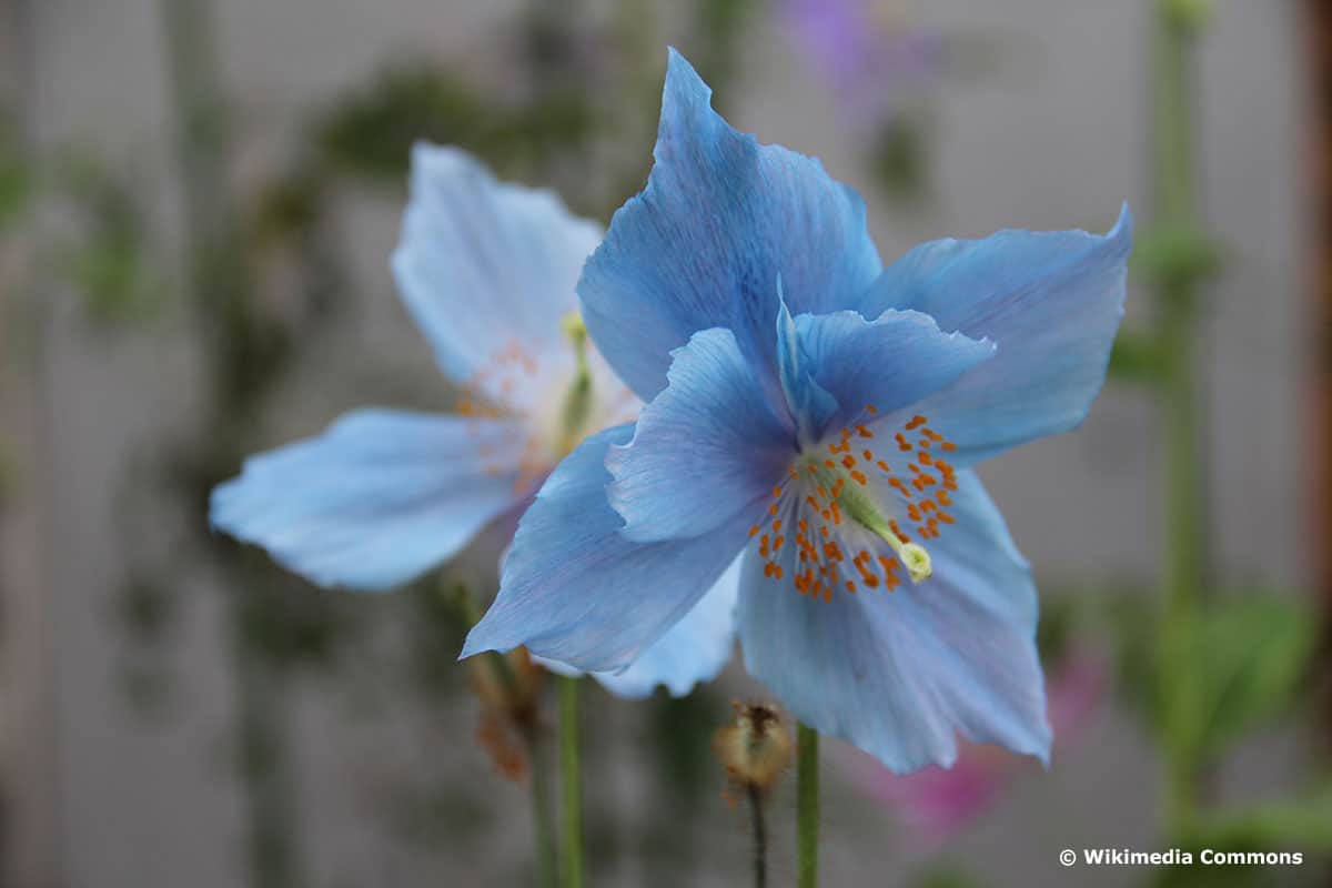 Großer Scheinmohn (Meconopsis grandis)