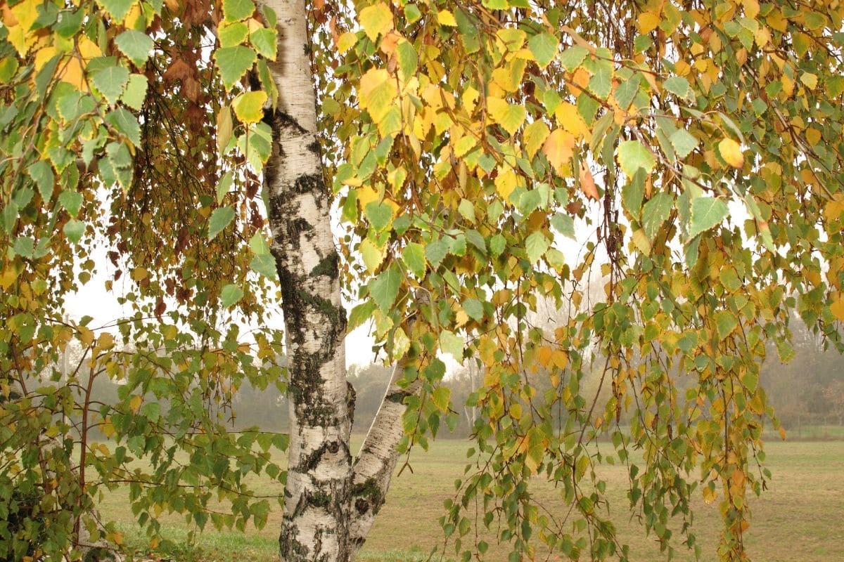 Hänge-Birke (Betula pendula)