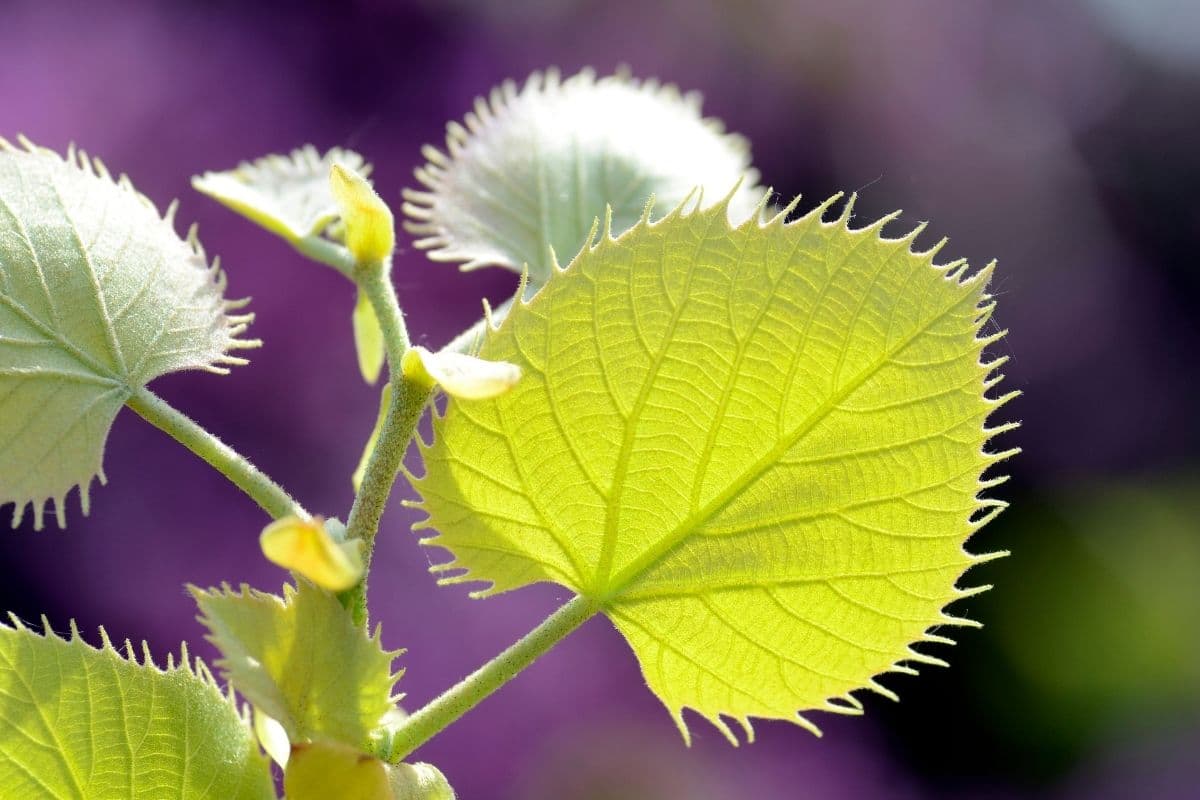 Henrys Linde  Asiatische Linde (Tilia henryana)