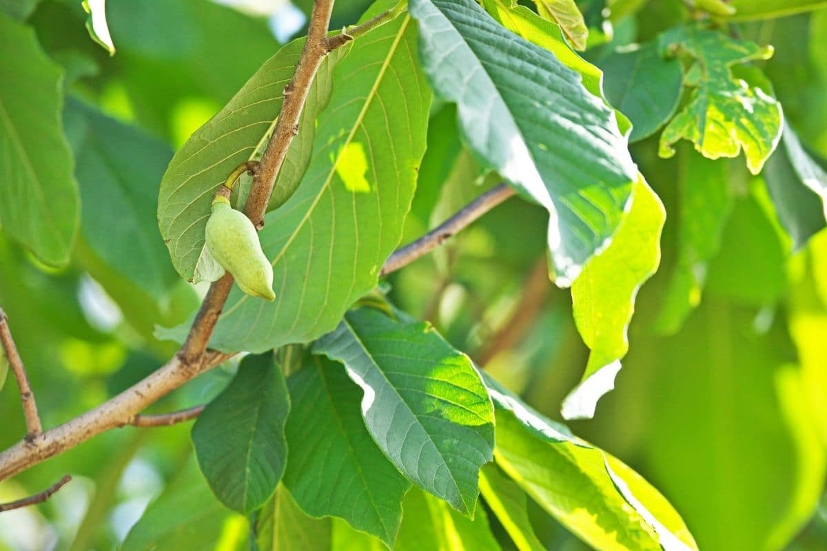 Indianerbanane (Asimina triloba)