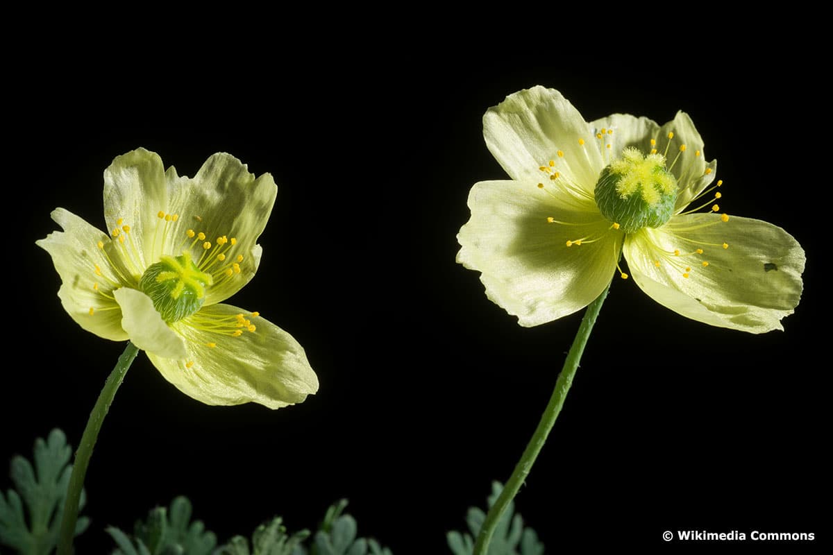 Japan-Mohn (Papaver fauriei)