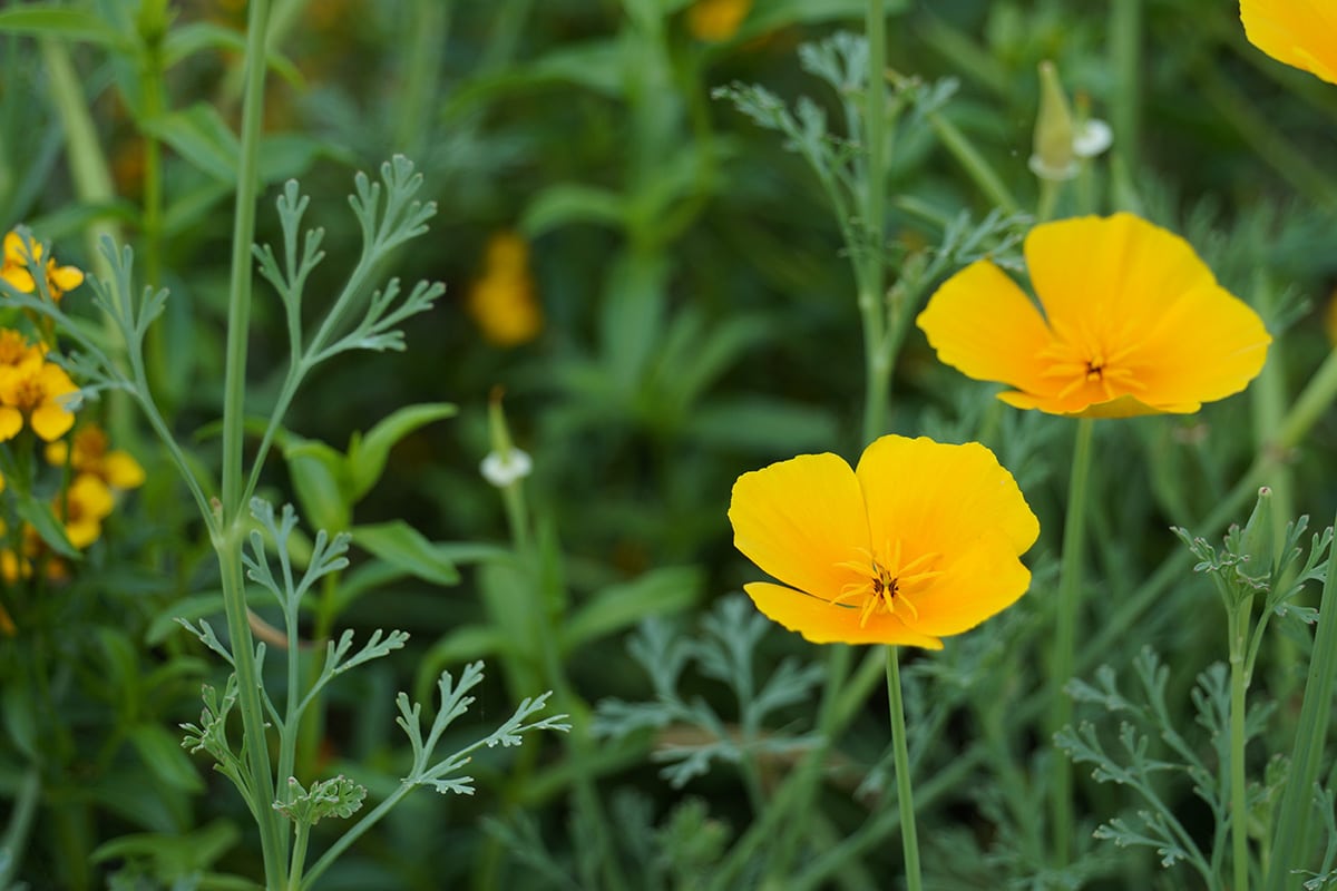 Kalifornischer Mohn (Eschscholzia californica)