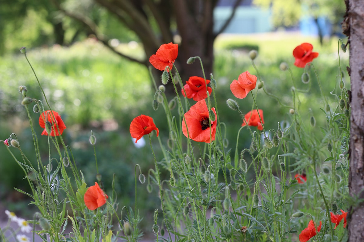 Klatschmohn (Papaver rhoeas)