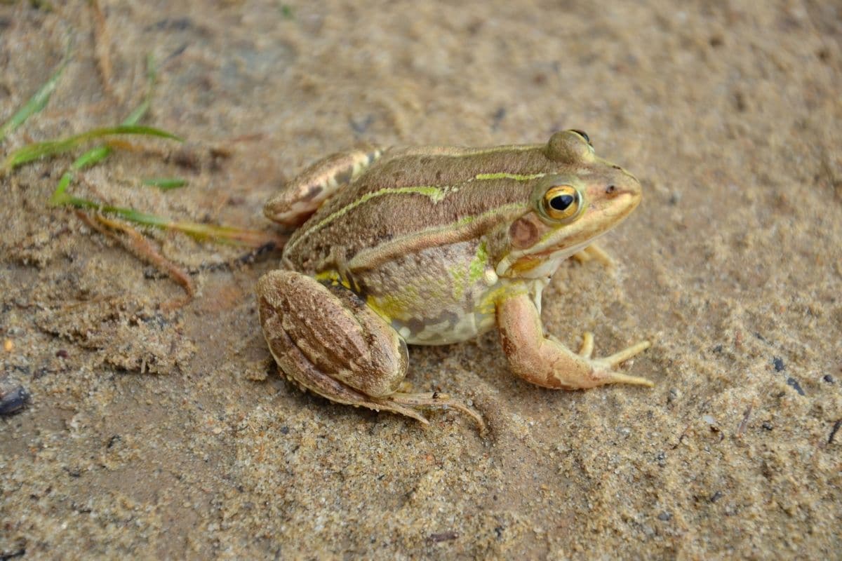 Kleiner Wasserfrosch (Pelophylax lessonae)