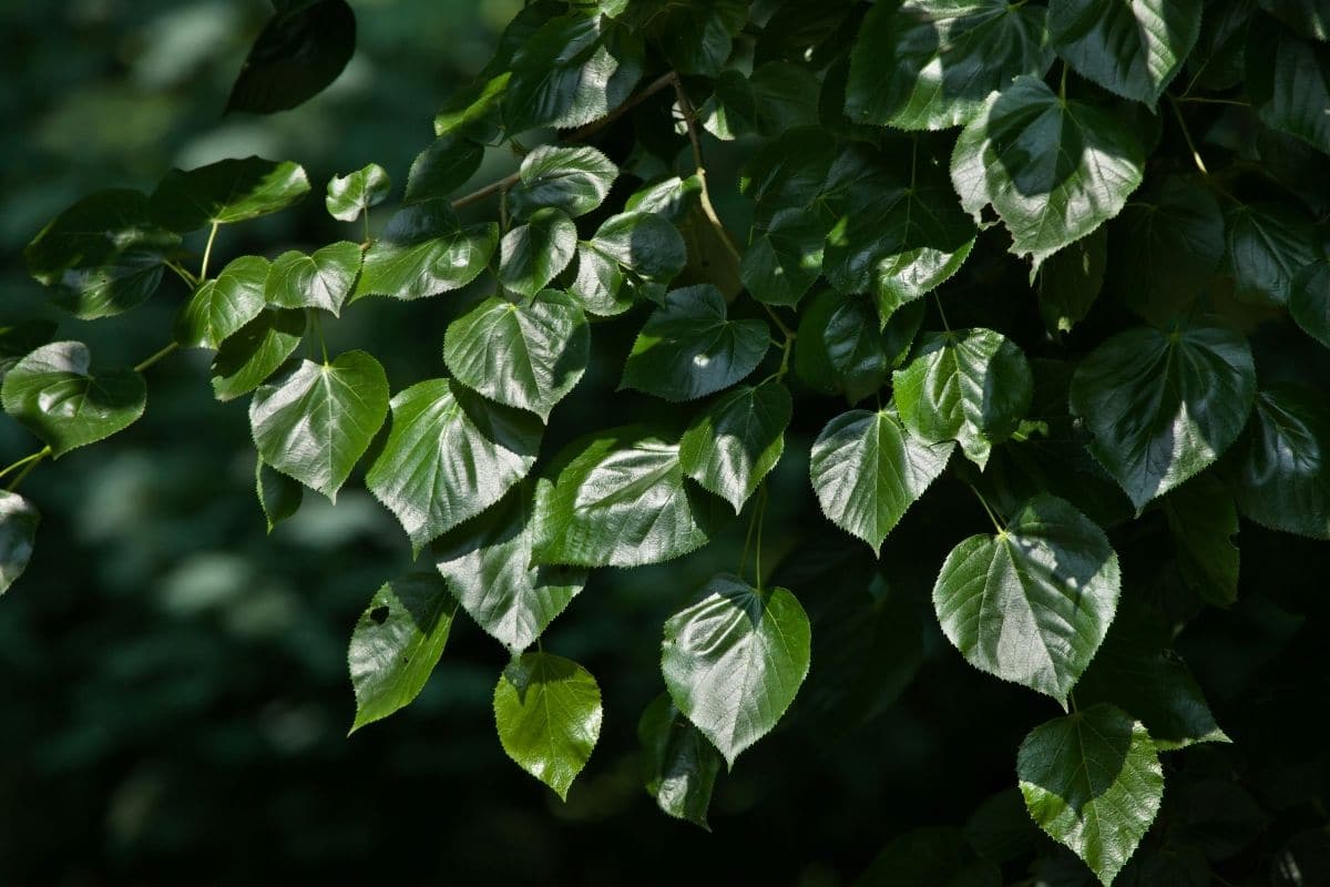 Krimlinde (Tilia x euchlora)