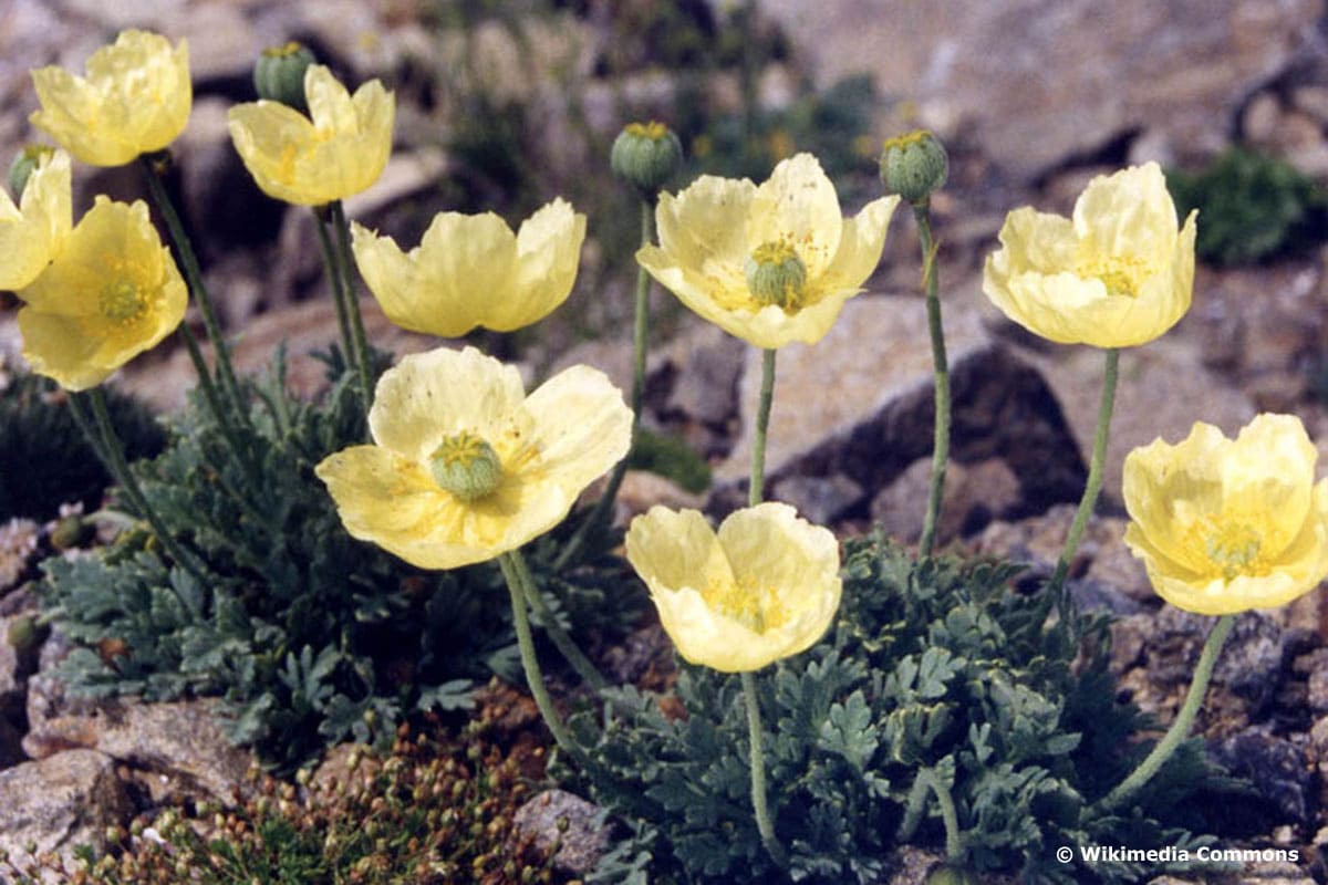 Kurilen-Mohn (Papaver miyabeanum)