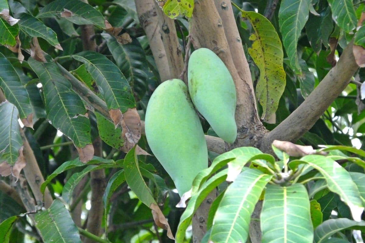 Mango (Mangifera indica)