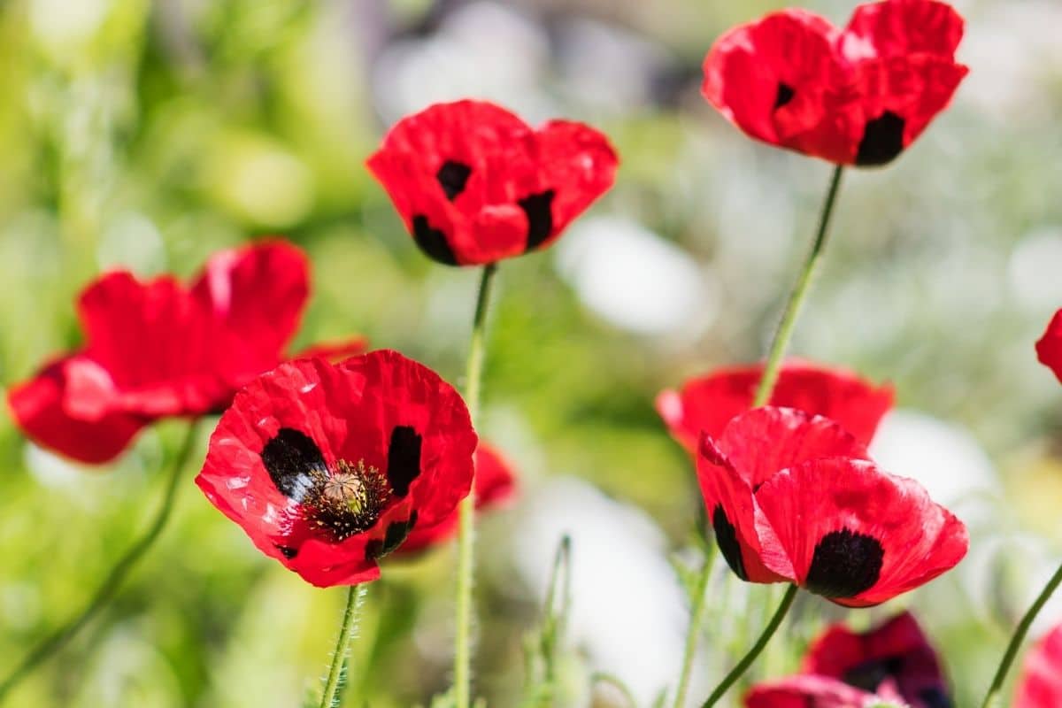 Marienkäfer-Mohn (Papaver commutatum)