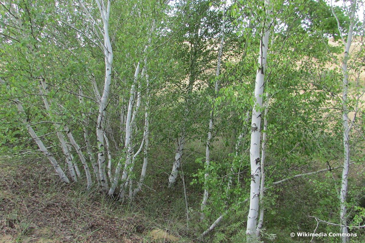 Moor-Birke (Betula pubescens)