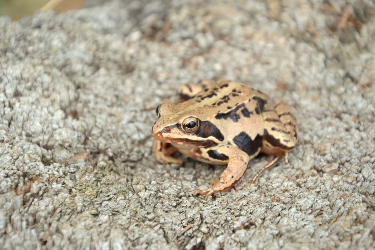 Moorfrosch (Rana arvalis)