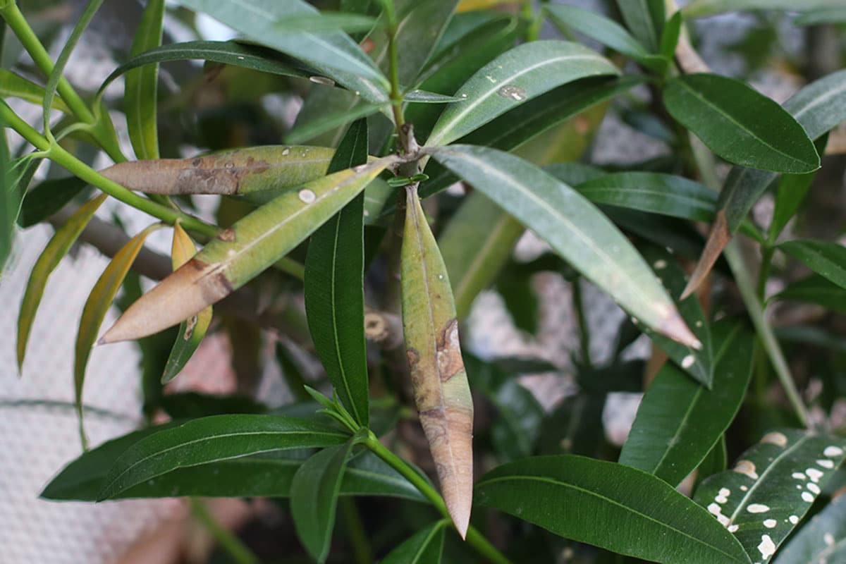 Oleander mit braunen Blättern