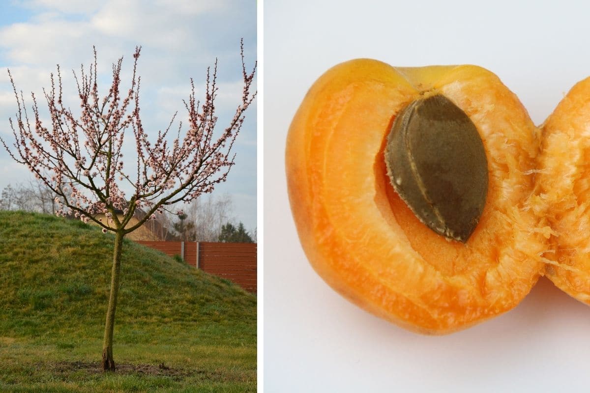 giftige Bäume: Aprikosenbaum (Prunus armeniaca)