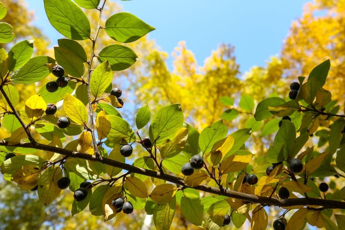 Purgier-Kreuzdorn (Rhamnus cathartica)