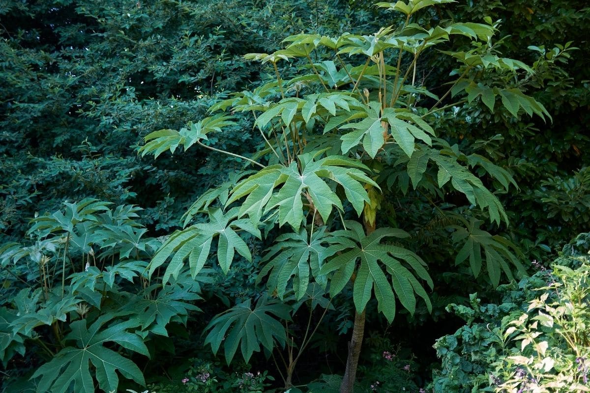 Reispapierbaum (Tetrapanax papyrifer)