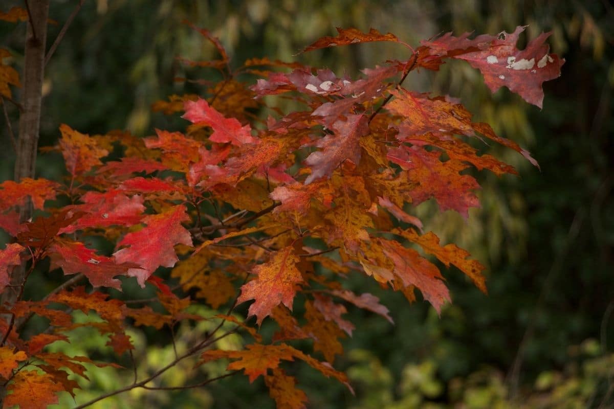 Roteiche (Quercus rubra)