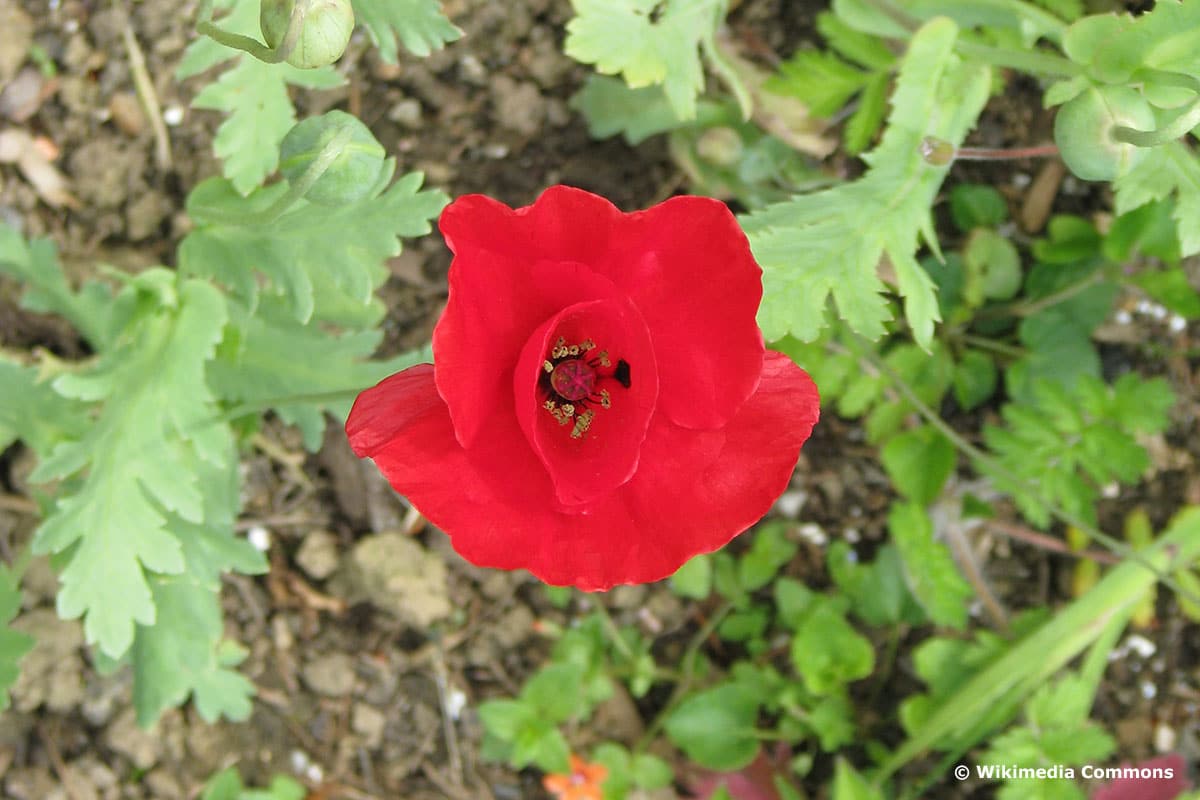 Roter Tulpenmohn (Papaver glaucum)