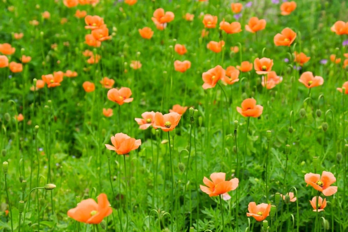 Saat-Mohn (Papaver dubium)