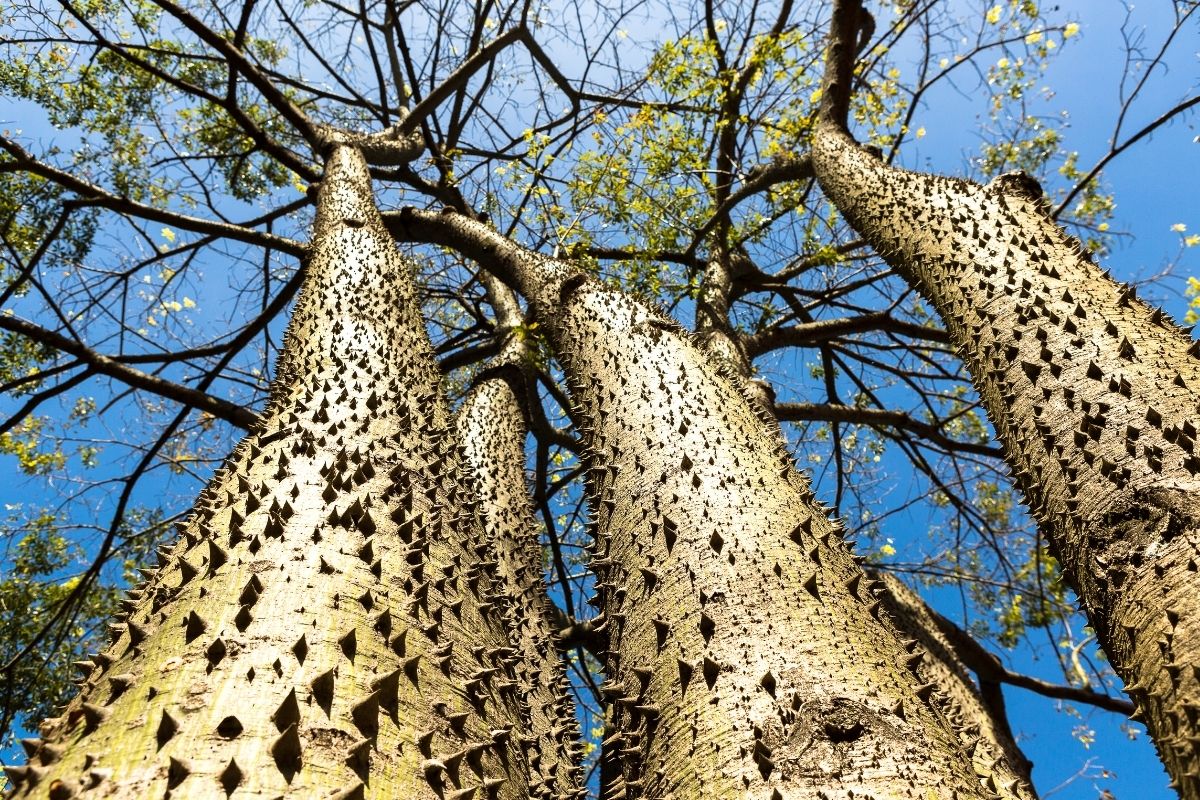 giftige Bäume: Sandbüchsenbaum (Hura crepitans)