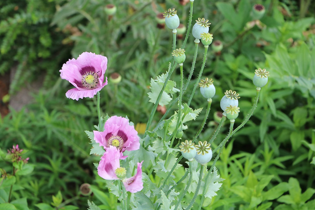 Schlafmohn (Papaver somniferum)