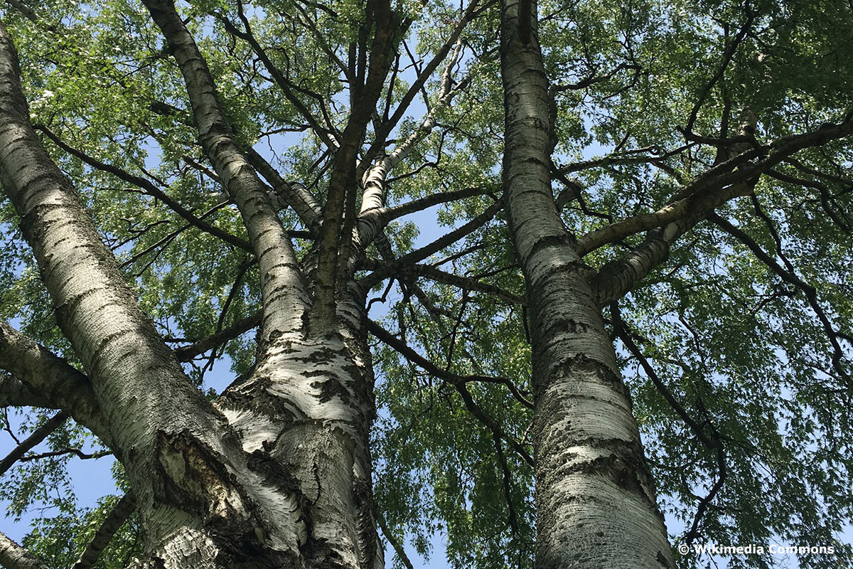 Schlitzblättrige Birke (Betula pendula 'Dalecarlica') mit weißer Rinde