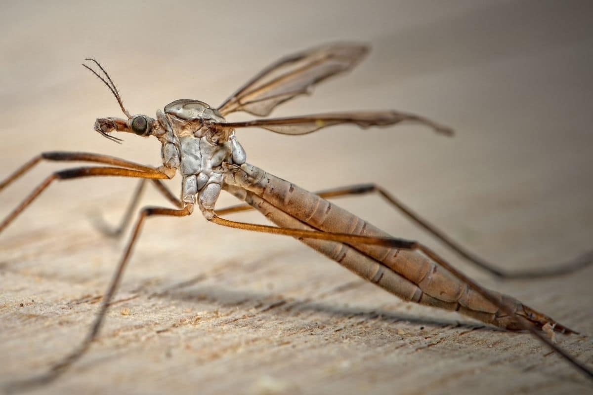 fliegende Spinne (Tipulidae)